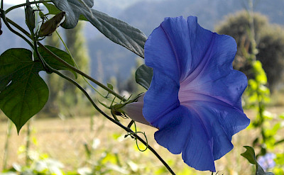 Flora in Dalyan, Turkey. Flickr:Rev Stan
