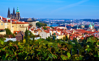 Vineyards and castles in Prague, Czech Republic. Flickr:Moyan Brenn