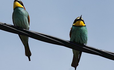 Bee-eater birds on Portugal Birdwatching Tour.