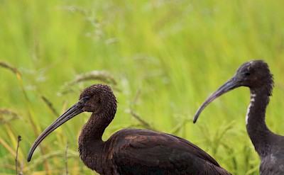 Glossy Ibis on Portugal Birdwatching Tour.