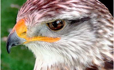 Spanish Eagle. Flickr:Jose Luis Cernadas Iglesias