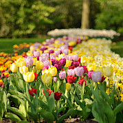 Tour das Tulipas - 4 Dias Foto