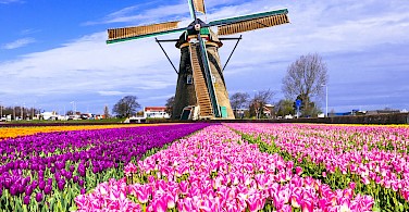 Windmills and tulip fields made Holland famous. Photo via Flickr:Matheus Swanson