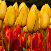 Tulip Tour - Amsterdam to Bruges - 8 day Photo