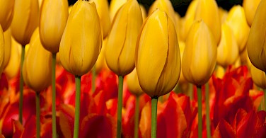 Tulips in Holland, of course. Photo via Flickr:Hans Splinter