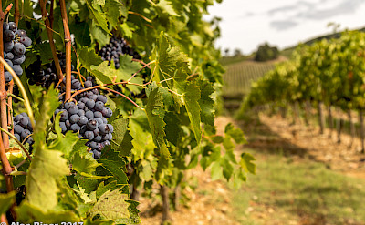 Tignanello grapes ready for harvest in the Chianti region of Italy. Photo via Flickr:PapaPiper