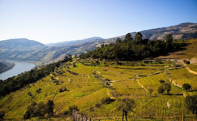 Douro River and vineyards. Unsplash:Eduardo Lages