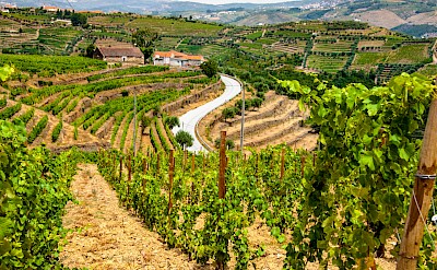 Douro River Valley in Portugal. Flickr:matseys