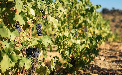 Grapes on a vine in the Douro Valley. Unsplash:Maksym Kaharlytskyi