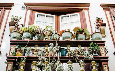 Potted plants in Salamanca, Portugal. Unsplash:Bruno Martins