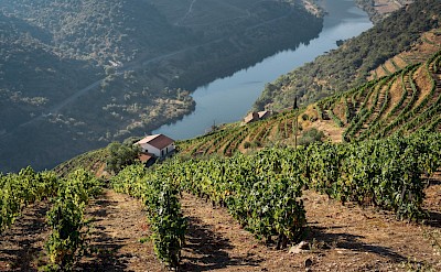 Vineyards along the Douro River. Unsplash:Maksym Kaharlytskyi