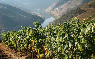 Vineyards in the Douro Valley. Unsplash:Maksym Kaharlytskyi