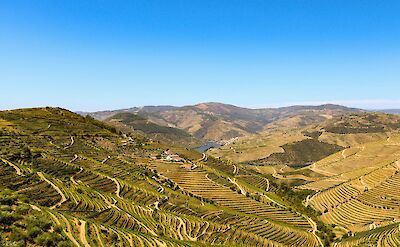 Vineyards of the Douro Valley. Unsplash:Bruno Ferreira