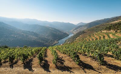 Vineyards surrounding the Douro River, Portugal. Unsplash:Maksym Kaharlytskyi