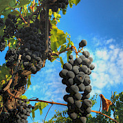 Tuscany Road Bike Tour Photo