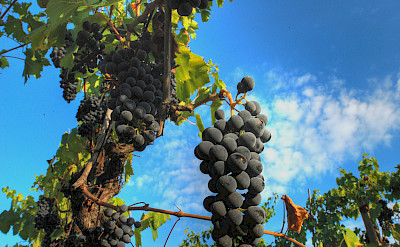 Grapes ripening in Chianti, Italy. Flickr:Francesco Sgroi