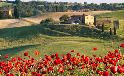 Poppies adorn the fields in Tuscany. Flickr:Ivan Borisov