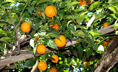 Oranges in Positano - Amalfi Coast, Italy. Flickr:Peter Visser