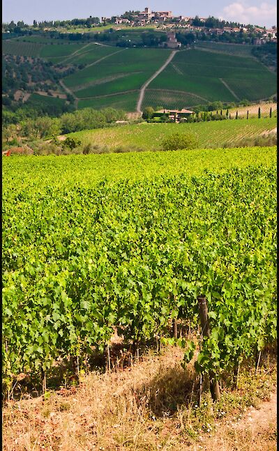 Vineyards through Tuscany, Italy. Flickr:Guillén Pérez