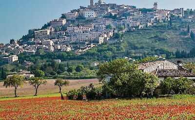 Field of red poppies in Umbria, Italy. Unsplash@Sterling Lanier