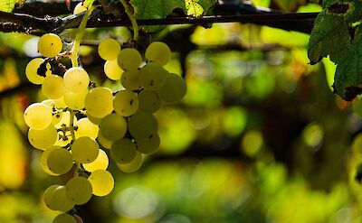 White grapes growing on the vine, Italy. Unsplash@Eric Prouzet
