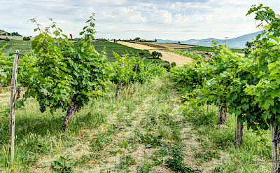 Vineyards in Umbria, Italy. Flickr:Steven dosRemedios