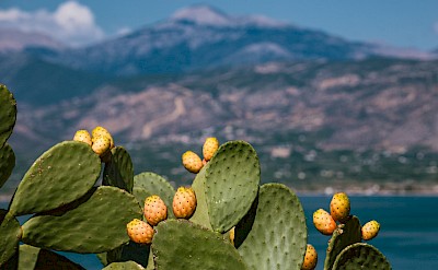 Prickly pear in Nafplio, Greece. Flickr:ErWin