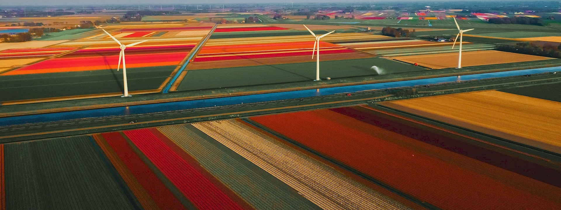 Tulip fields in the Netherlands. Photo: redcharlie1
