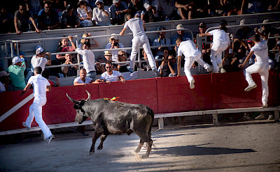 Fleeing bulls at the Arles Amphitheater, France. Flickr:Ralf Steinberger
