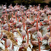 Provenza - La Naturaleza de Camarga Foto
