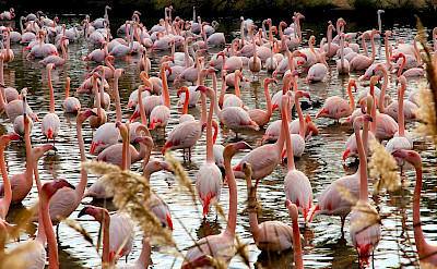 Fenicotteri Rosa at the Camargue in southern France. Flickr:Gina.Di