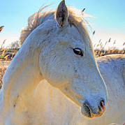 Provence - Wilderness of Camargue Photo