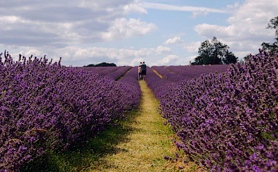 Gotta love the lavender fields in Provence, France. Flickr:juneuk83