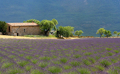 Farmhouses and lavenders make up much of the Provence. Flickr:Jialiang Gao
