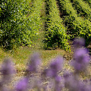 Provence - Wilderness of Camargue Photo