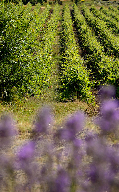 Vineyards in Provence, France. Flickr:myhsu