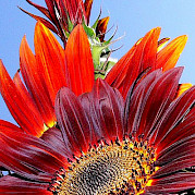 Provenza - La Naturaleza de Camarga Foto