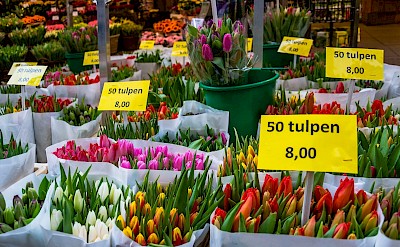 Tulips galore in Amsterdam, North Holland, the Netherlands. Flickr:Guillen Perez