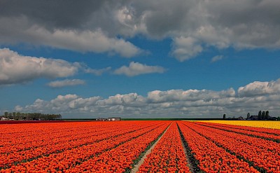 Tulip fields in Holland. ©Hollandfotograaf