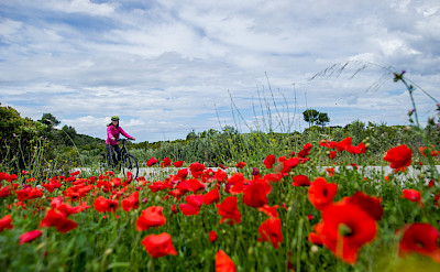 Biking past poppy fields along the Dalmatian Coast.