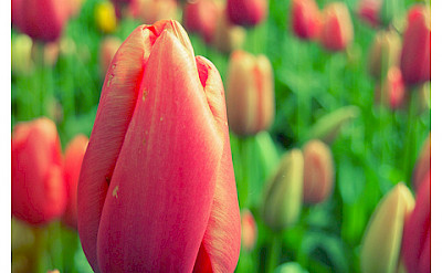 Tulips aplenty in Holland! Photo via Flickr:kudumomo