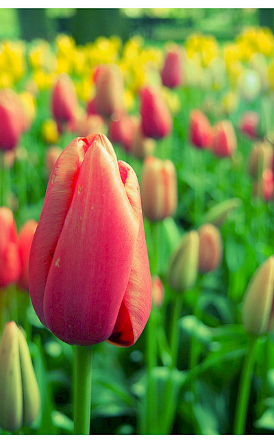 Tulips aplenty in Holland! Photo via Flickr:kudumomo