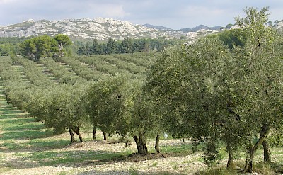 Olive groves on the Provence Hiking Tour