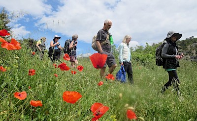 Van Gogh's Provence Hiking Tour