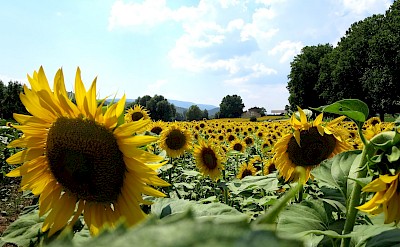 Sunflowers on the Provence Hiking Tour