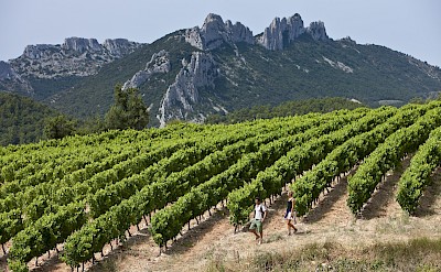 Côtes du Rhone Wine Trails Hiking Tour