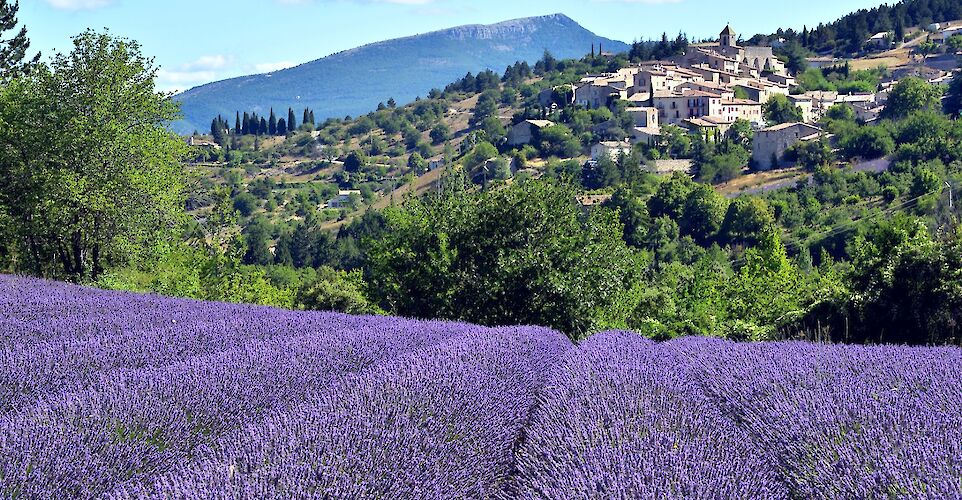 Lavender fields in Provence, France. Flickr:ER Bauer