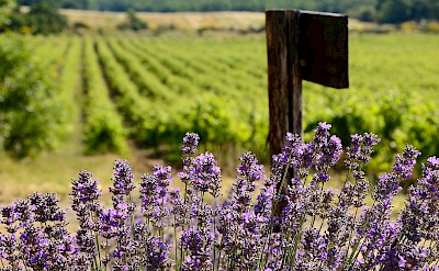 Lots of vineyards & lavender in Provence, France. Flickr:Ming-Yenhsu