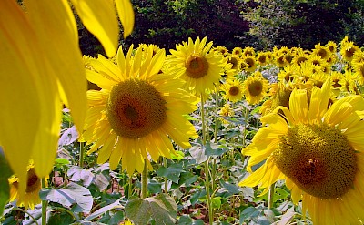 Sunflower fields forever! Flickr:Bert Kaufmann 