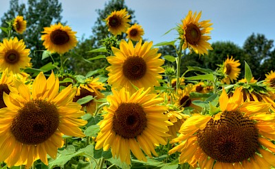 Sunflower fields in Dordogne, France. Flickr:Michael